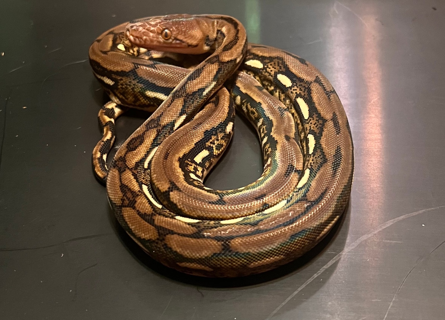 Tiger Reticulated Python by Smoky Mountain Mutations - MorphMarket