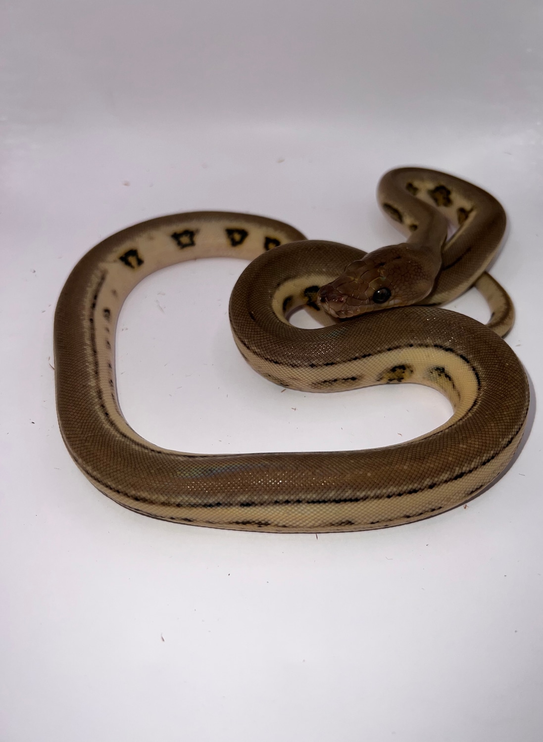 Jaguar Super Tiger Reticulated Python by Smoky Mountain Mutations ...