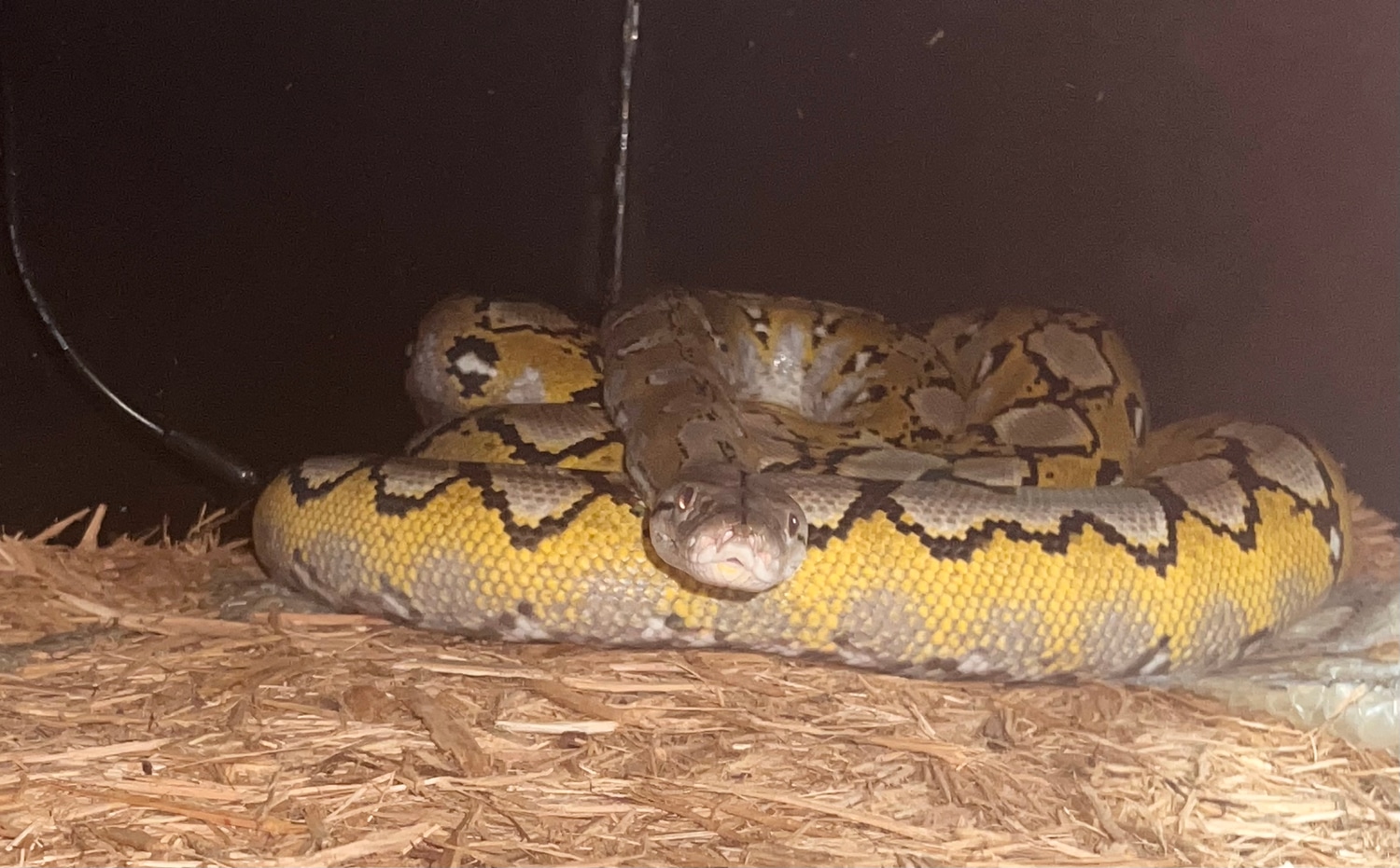 Platinum 50% Kalatoa Reticulated Python by Smoky Mountain Mutations ...