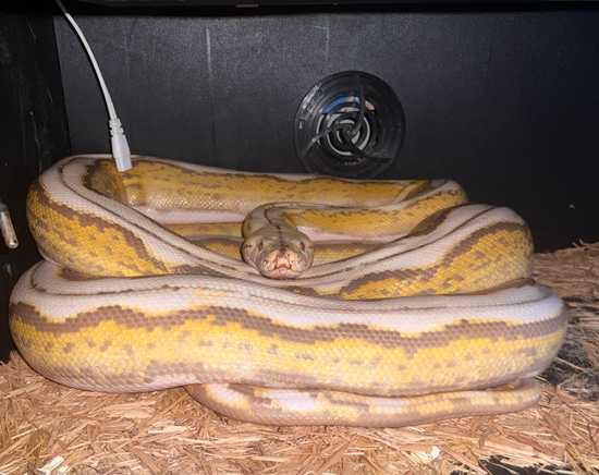 Blonde Motley Tiger Reticulated Python by Smoky Mountain Mutations