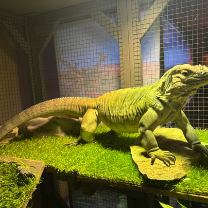 Rhinoceros Iguana Other Iguana