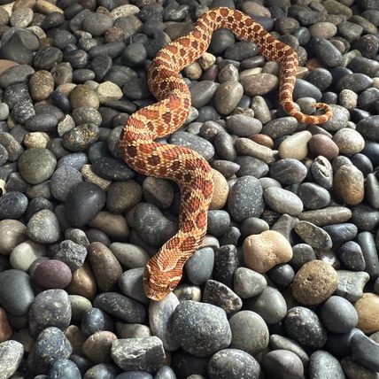Catalina Western Hognose