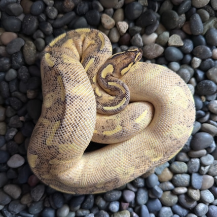 Enchi Super Gravel Ball Python