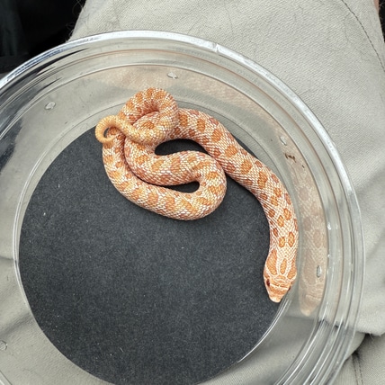 Burt Western Hognose