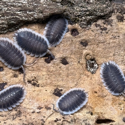 10ct “Greek Shield” Porcellio Werneri Isopod
