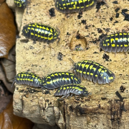 50ct “Gestroi” Armadillidium Gestroi Isopod
