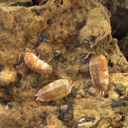 100ct “Orange Koi” Porcellio Scaber Isopod