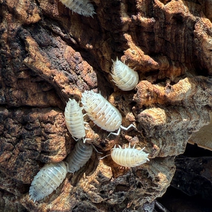 50ct “Dalmation” Porcellio Scaber Isopod