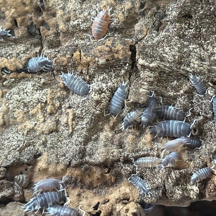 100ct “Oreo Crumble” Isopod
