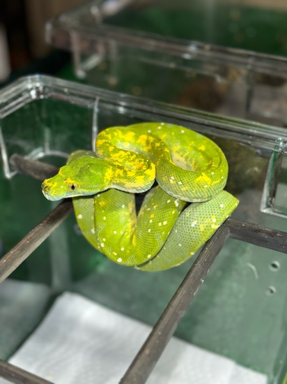 Red Neo Biak Green Tree Python by Garden of Eden Exotics