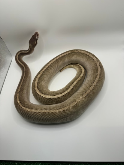 Purple Passion Ball Python by Garden of Eden Exotics