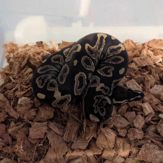 Sable Gypsy Ball Python by Berserker BP