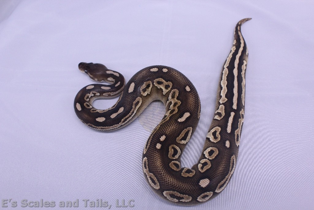 Lithium Ball Python by E's Scales and Tails, LLC MorphMarket