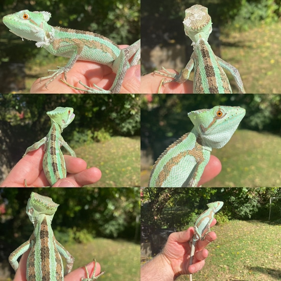 Serrated Conehead Lizards. Hatched More Lizard by Quality Captive Bred