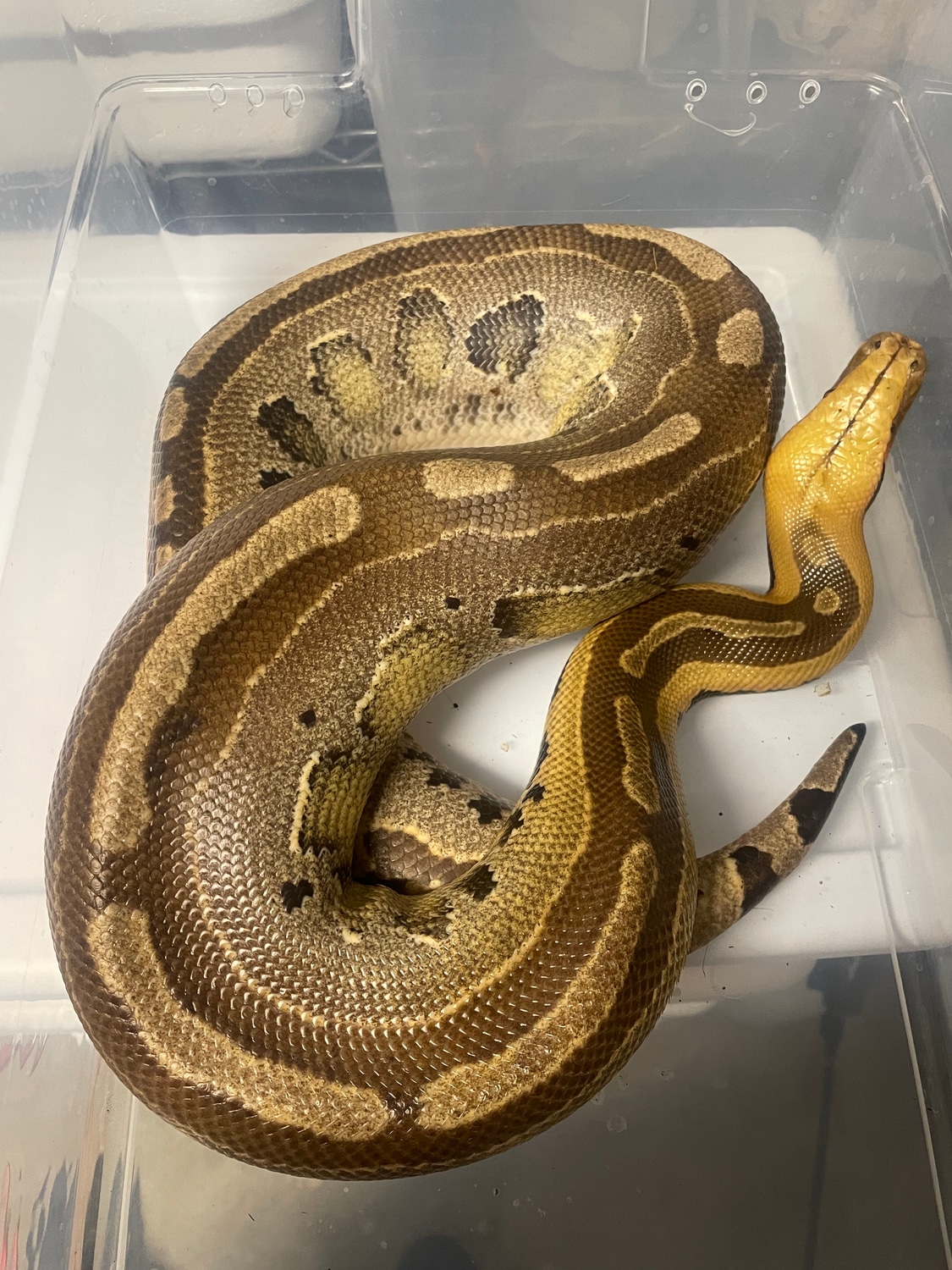 Borneo Short-tailed Python by Apex Herpetoculture - MorphMarket