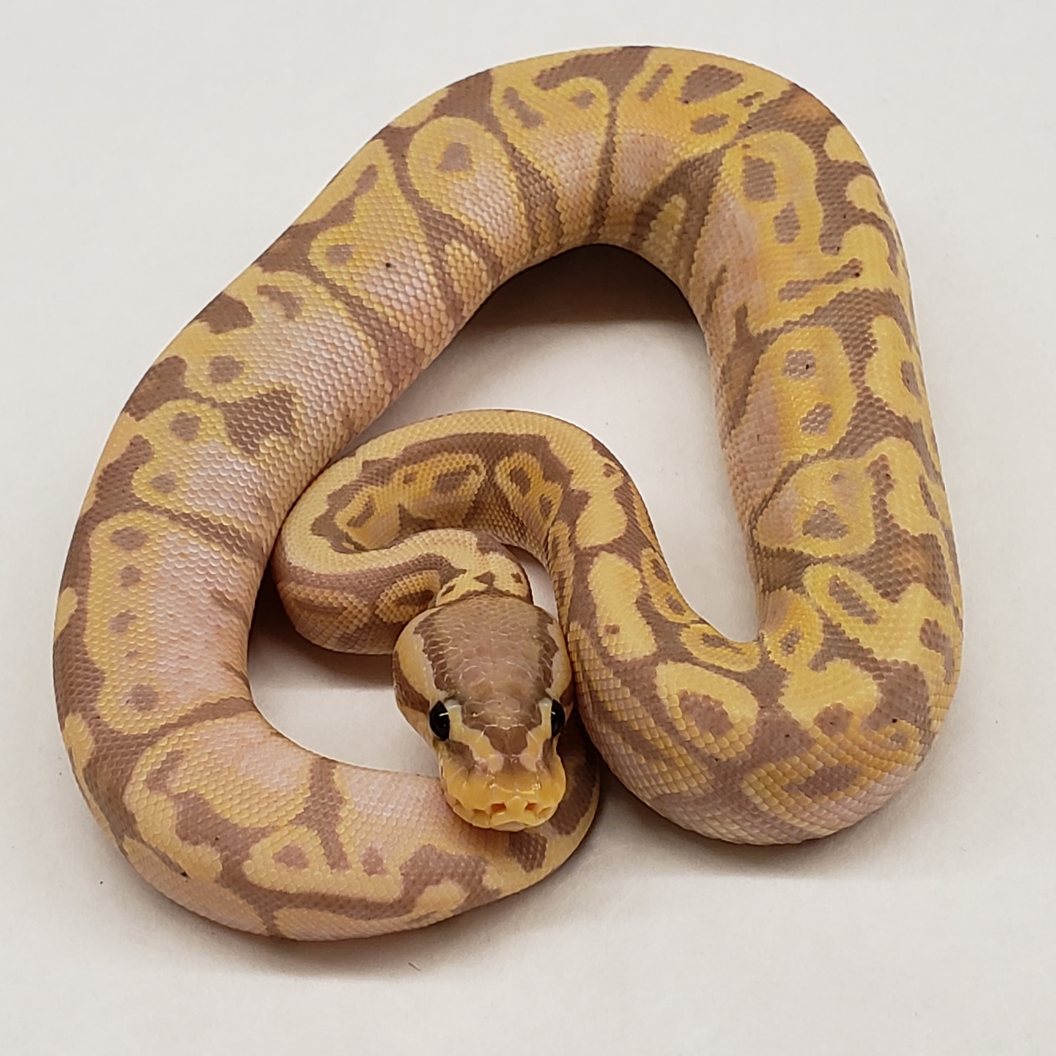 Banana FireFly Ball Python by Exotic Designs Reptiles - MorphMarket