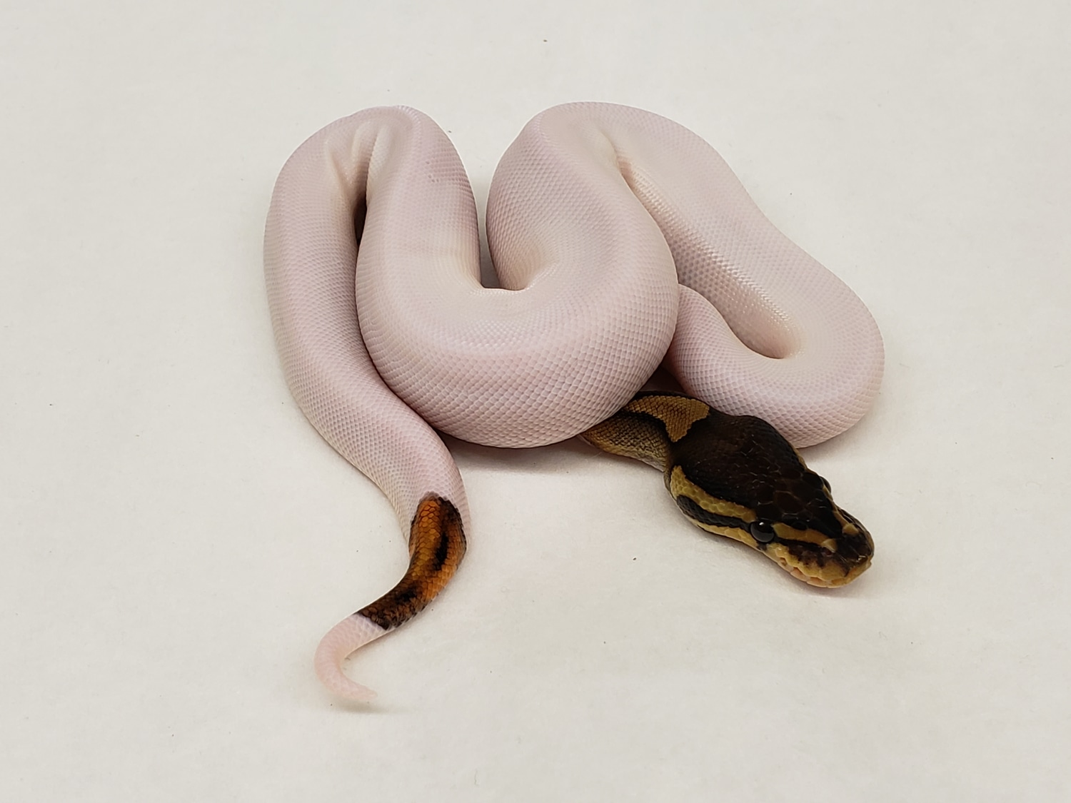 Black Pastel Pied Ball Python by Exotic Designs Reptiles - MorphMarket
