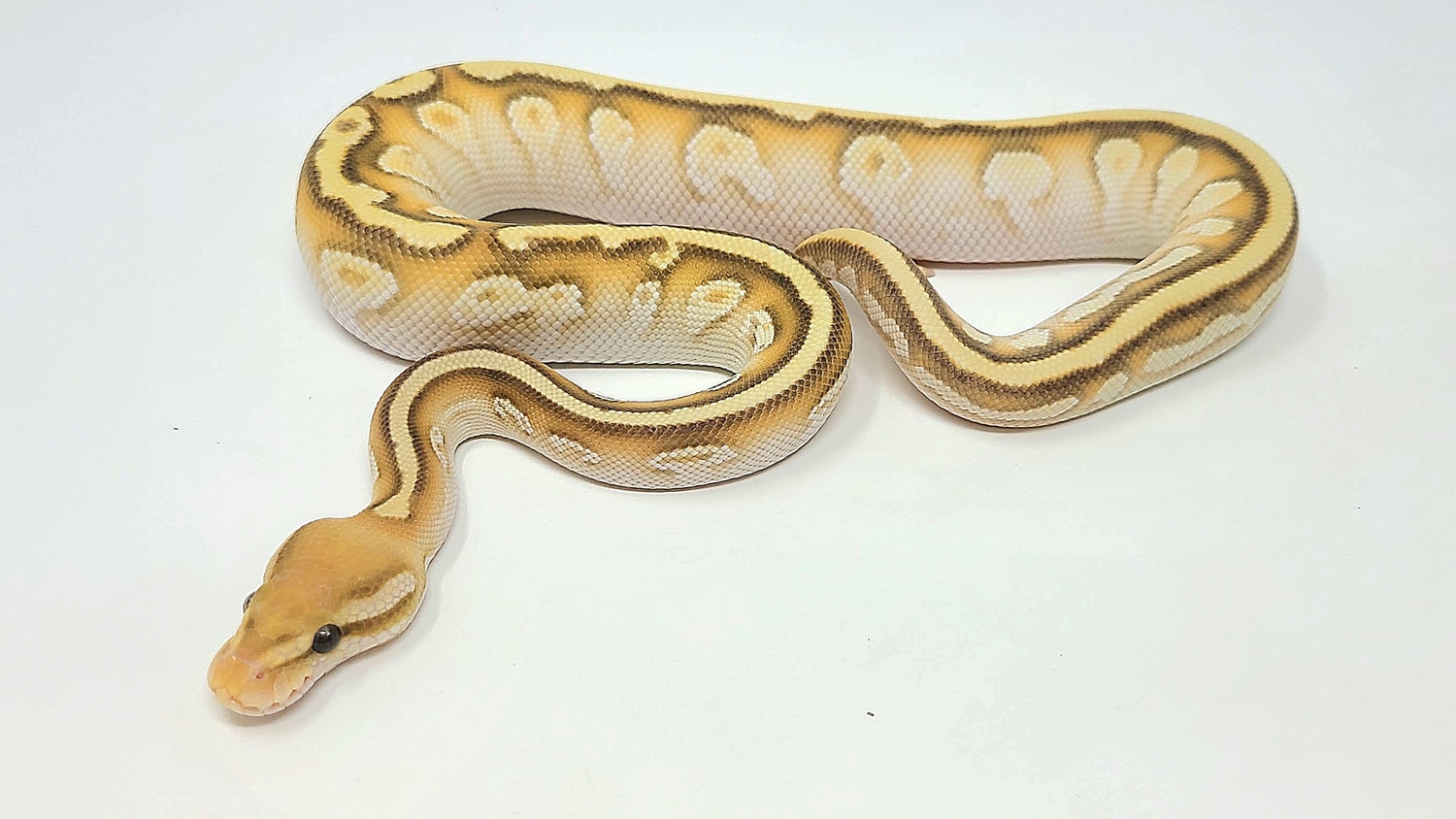 Orange Dream Cypress Black Pastel Lesser Yellowbelly Ball Python by ...