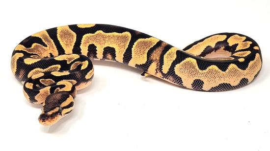 Genex Ball Python Orange Dream Yellowbelly Het Piebald Pos GeneX Ball Python by Exotic ...