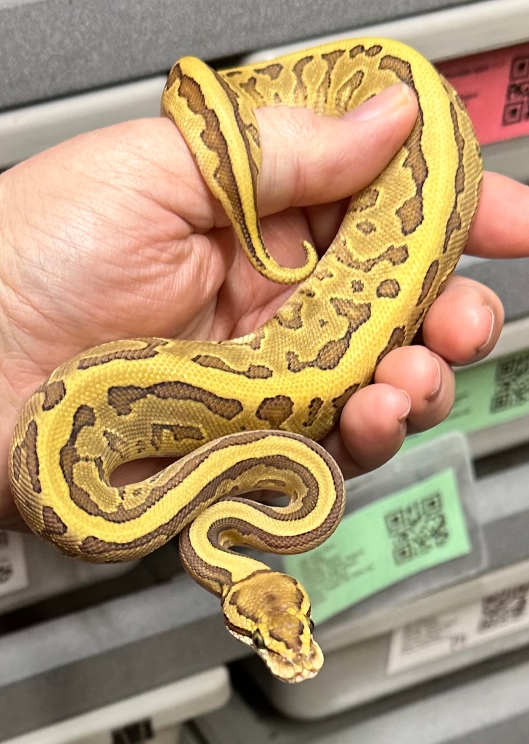 Leopard Fire Pinstripe Hurricane Probably Yb W/shipping Ball Python by ...