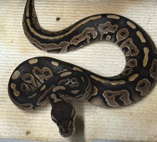 Blackhead Hurricane Het Dreamsicle Ball Python by REK Reptiles