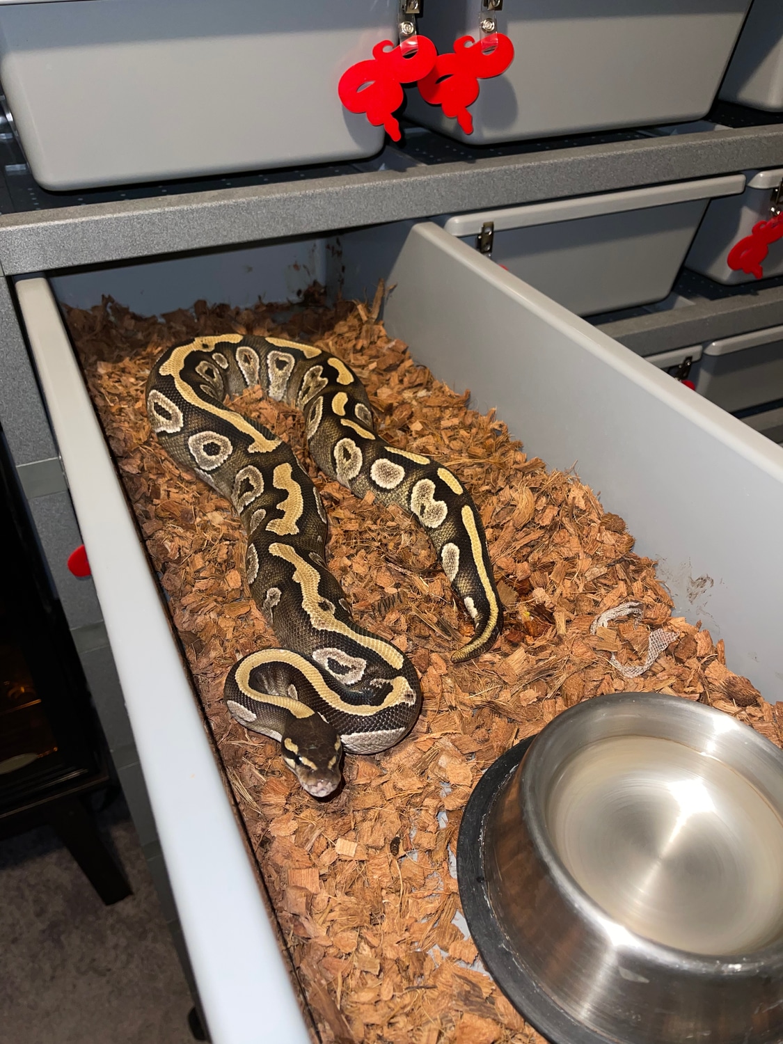 Shipping Included RTB Mojave Pos Pied Ball Python by Bronx Royals ...