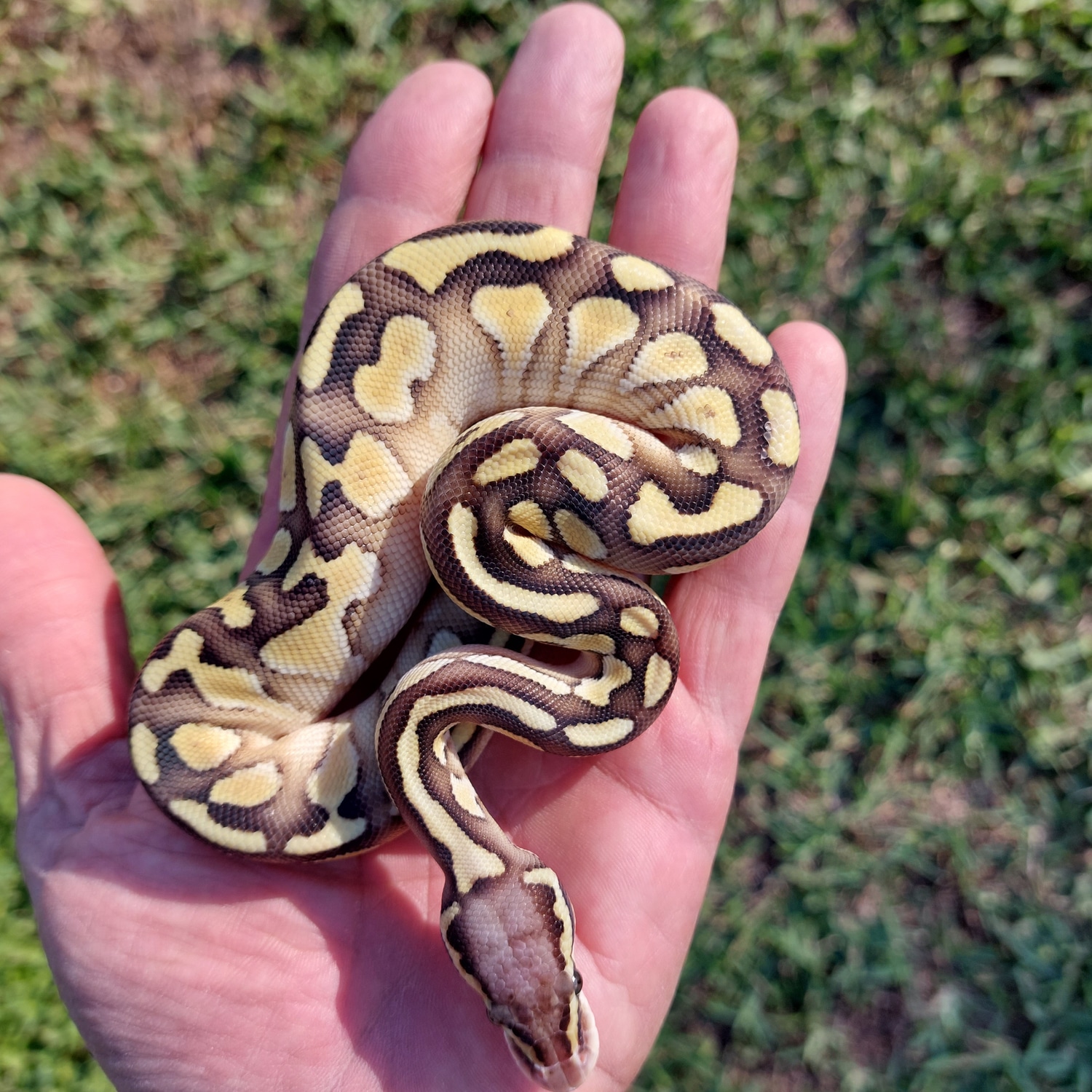 Butter Pastel Het Desert Ghost Ball Python by Eric's Morph Factory ...
