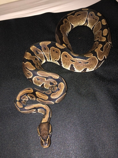 Normal- Rescue Ball Python by Toasty Exotics