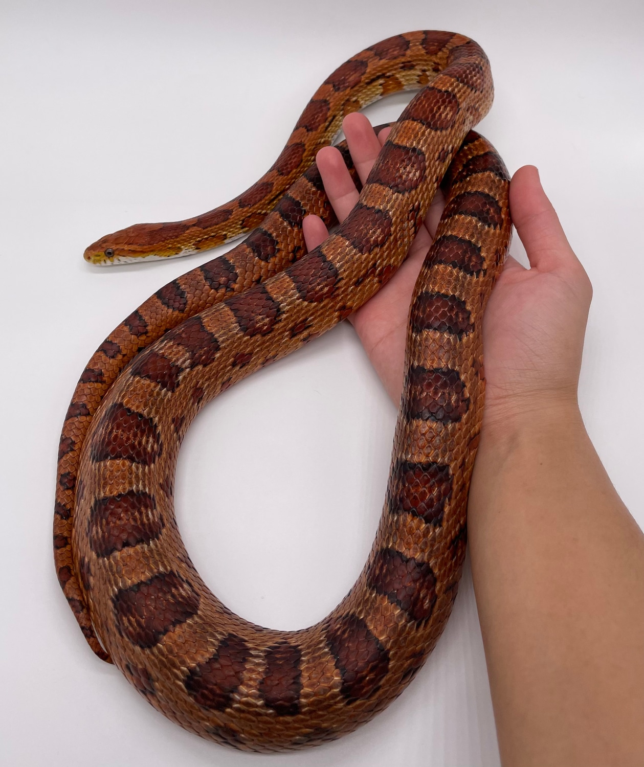 Red Coat/red Factor Corn Snake by Toasty Exotics MorphMarket