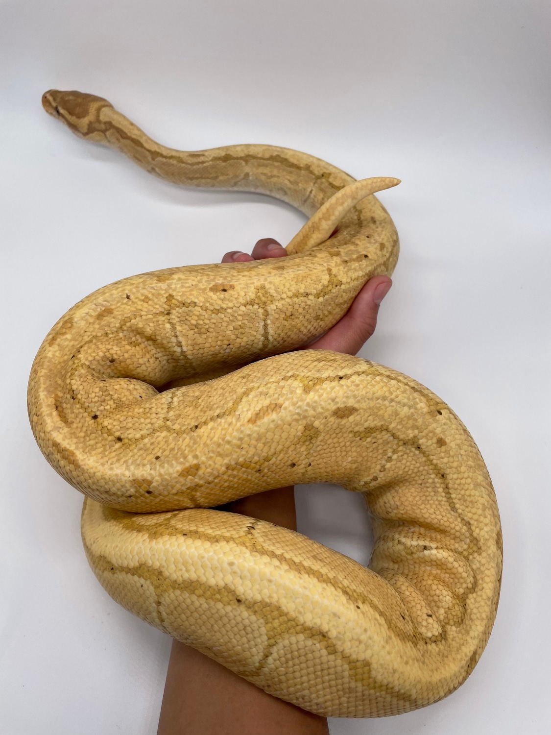 Banana Pinstripe Ball Python by Toasty Exotics - MorphMarket