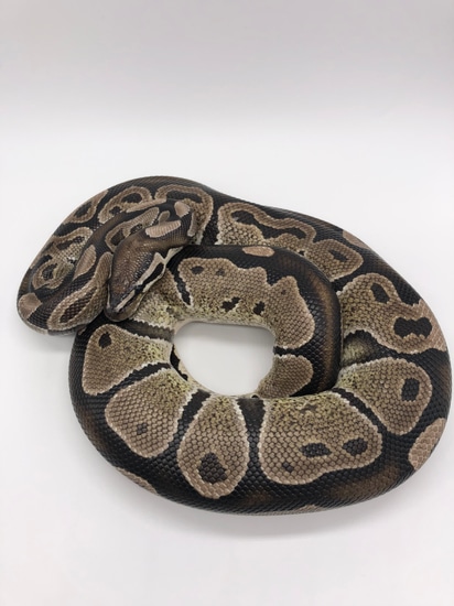 Vpi Axanthic Ball Python by Toasty Exotics
