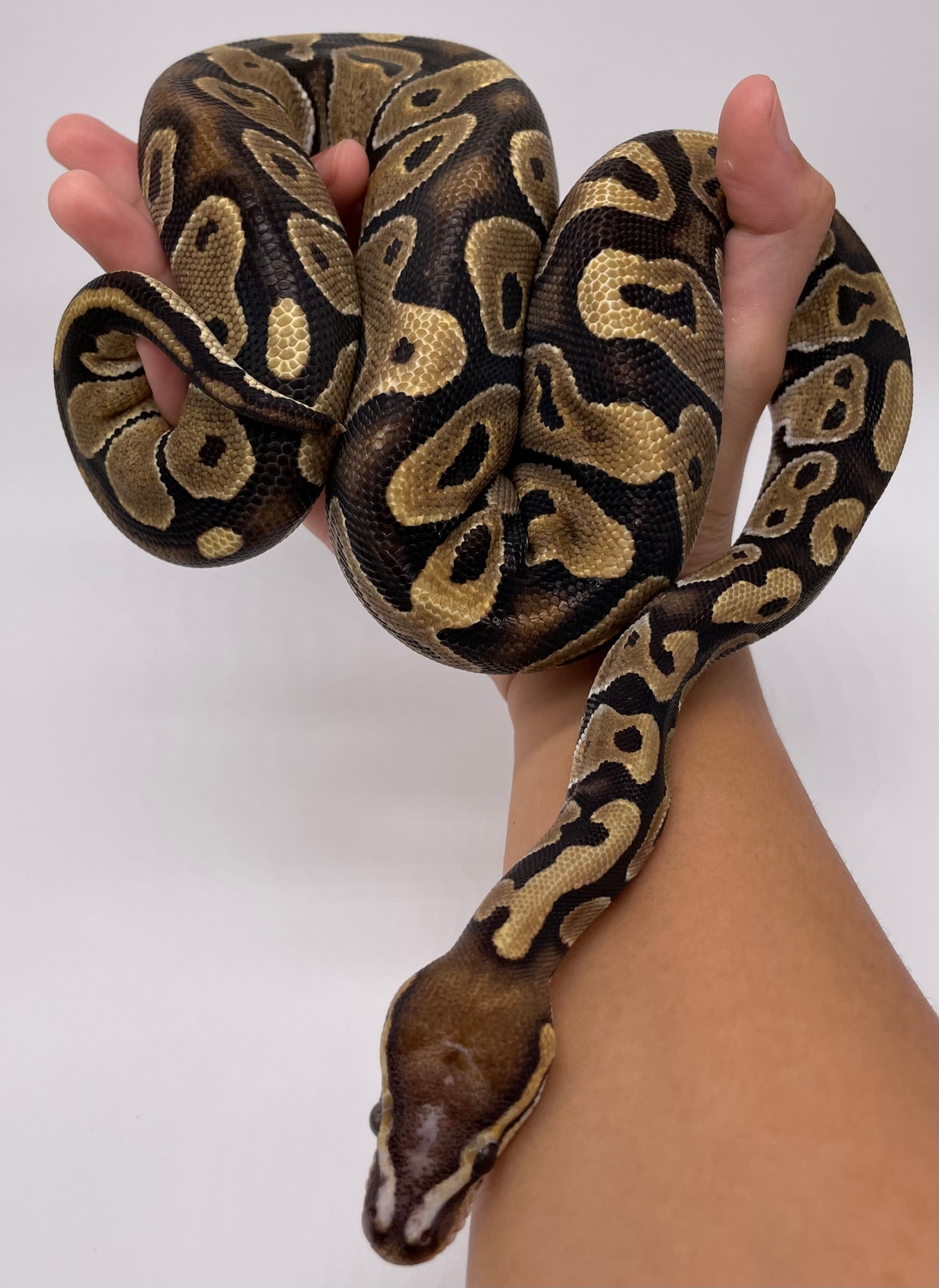 Microscale Ball Python by Toasty Exotics - MorphMarket