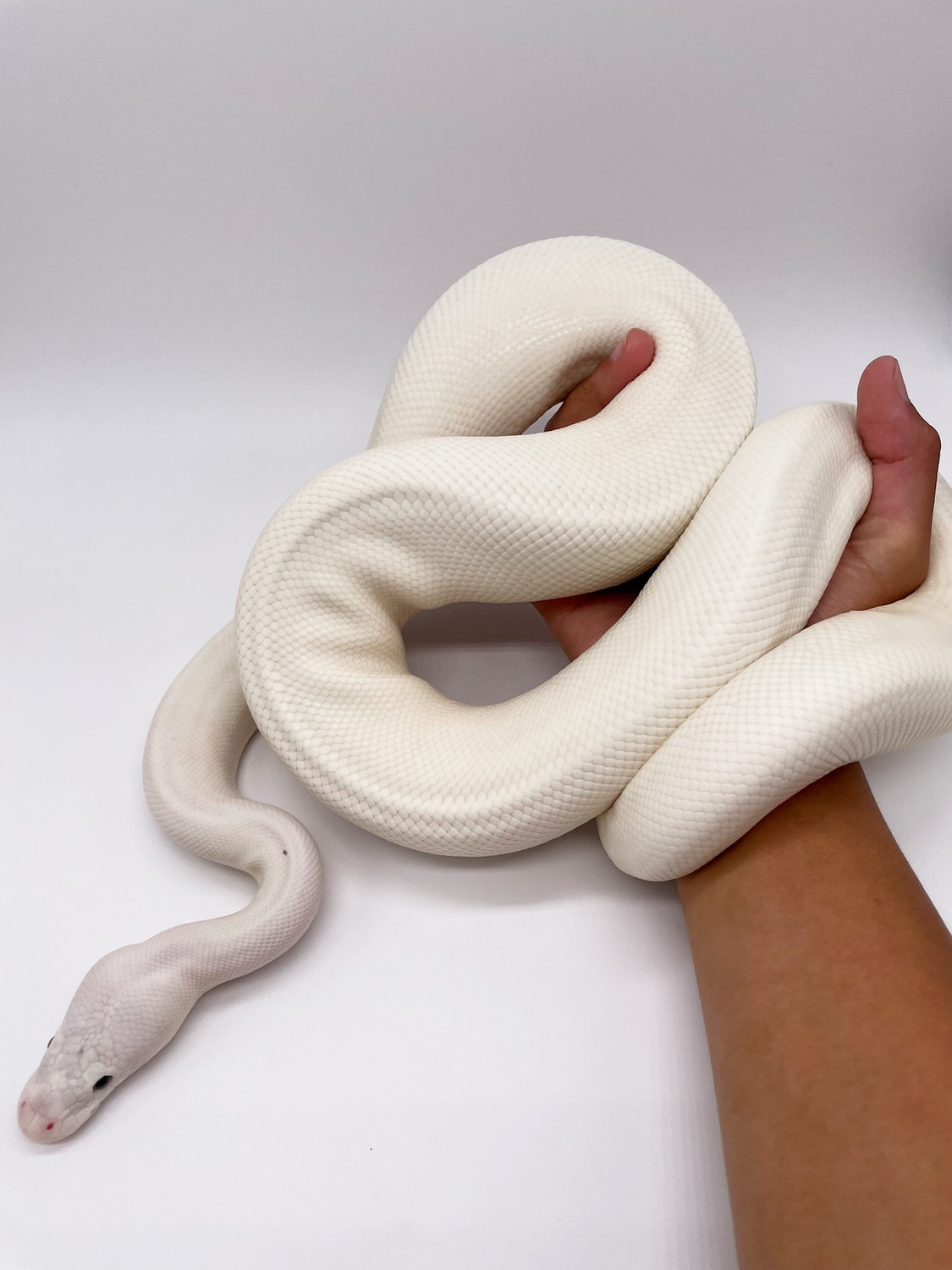 White Wedding Ball Python by Toasty Exotics - MorphMarket