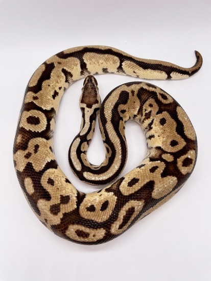 Pastel Ball Python by Toasty Exotics