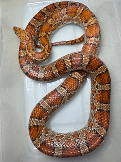 Het Scaleless Corn Snake by Toasty Exotics