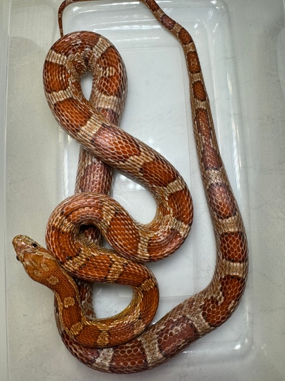 Het Scaleless Corn Snake by Toasty Exotics