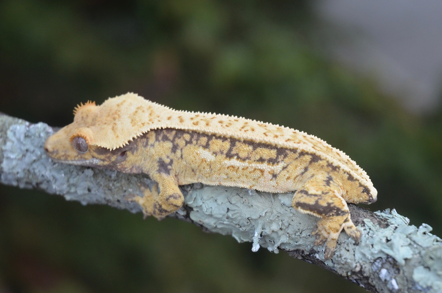 Creamy Drippy Crested Gecko by Geckos On The Hill MorphMarket