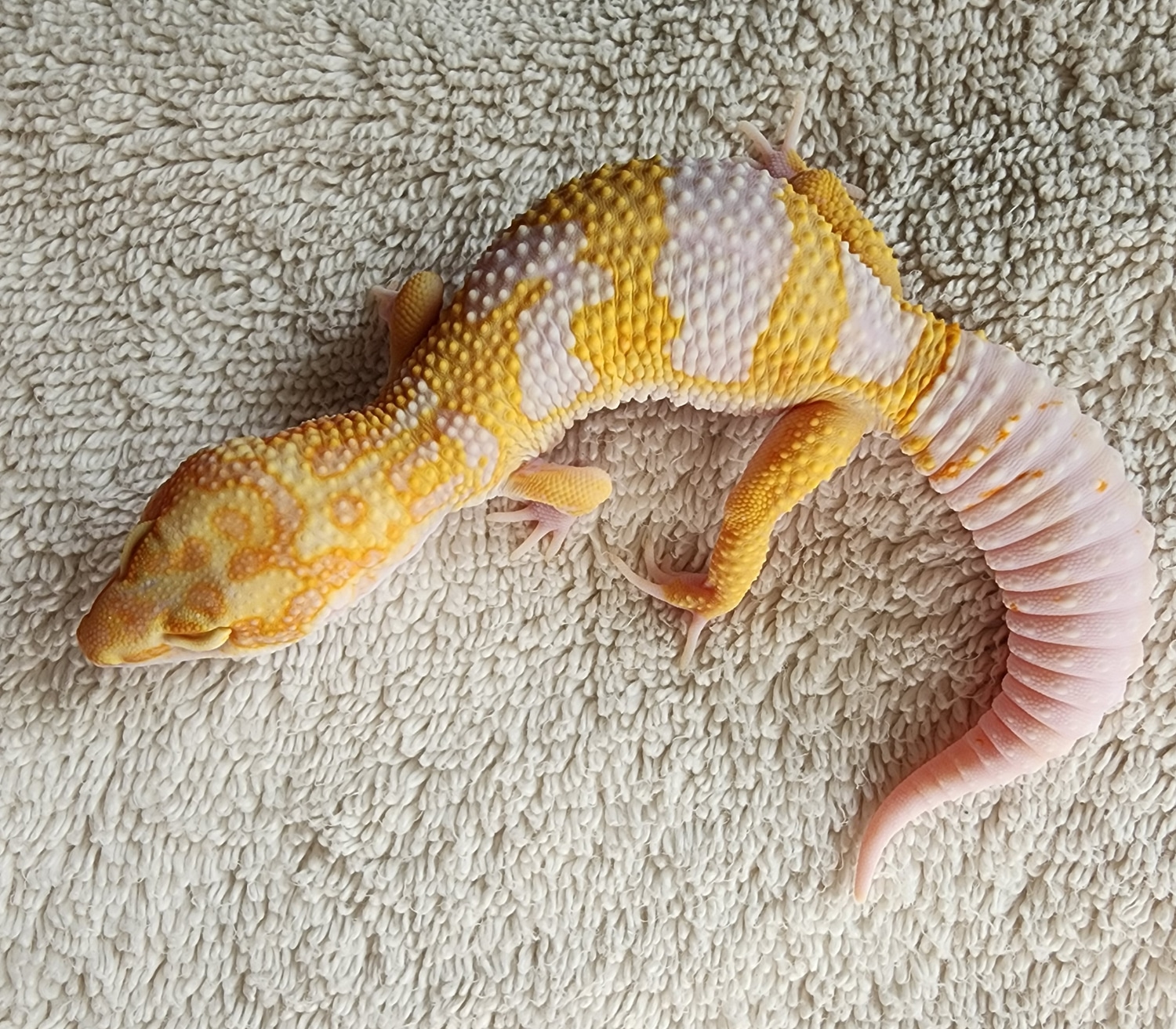 SG White & Yellow Tremper Tangerine Leopard Gecko by Rivas Gecko's