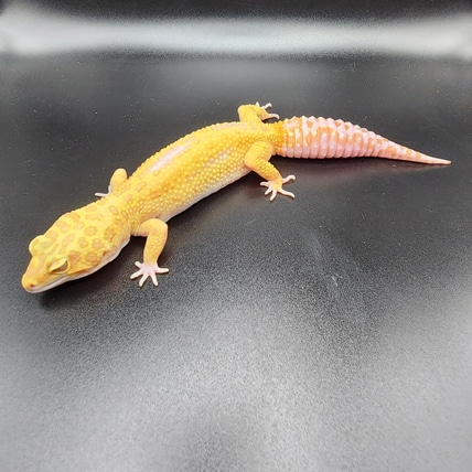 S.G. White & Yellow Tremper Albino Tangerine Leopard Gecko