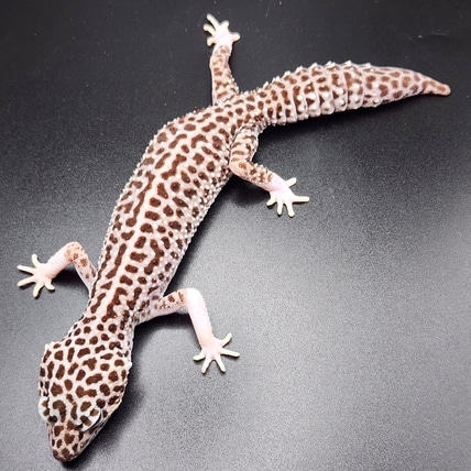 Giant Super Snow Eclipse Leopard Gecko
