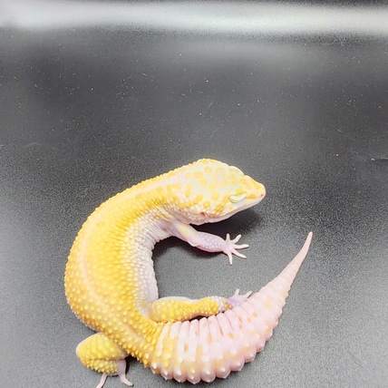 Giant White And Yellow Raptor Leopard Gecko