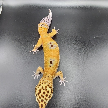 Super Giant Blood Emerine Leopard Gecko