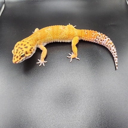 Super Giant Blood Emerine Leopard Gecko