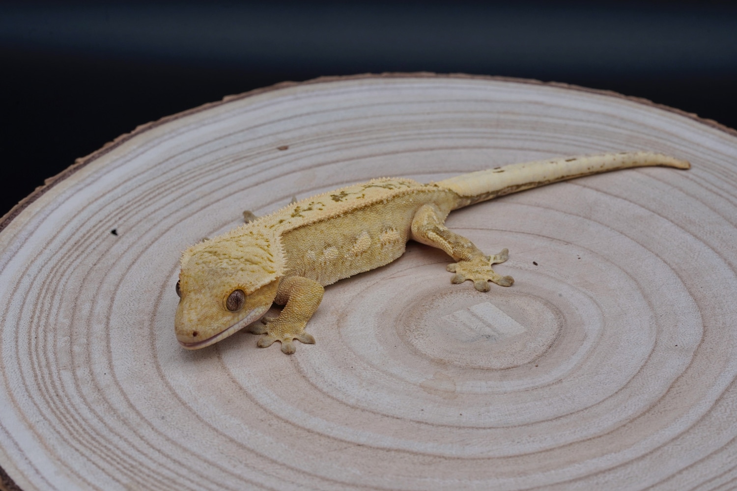 Creamsicle Girl Crested Gecko by Erly Geckos MorphMarket