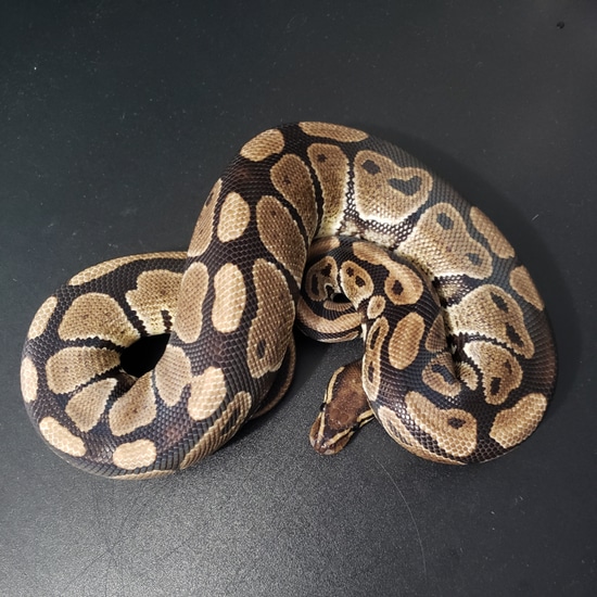 Nymira - Wild Type Ball Python by Rainbow Scales