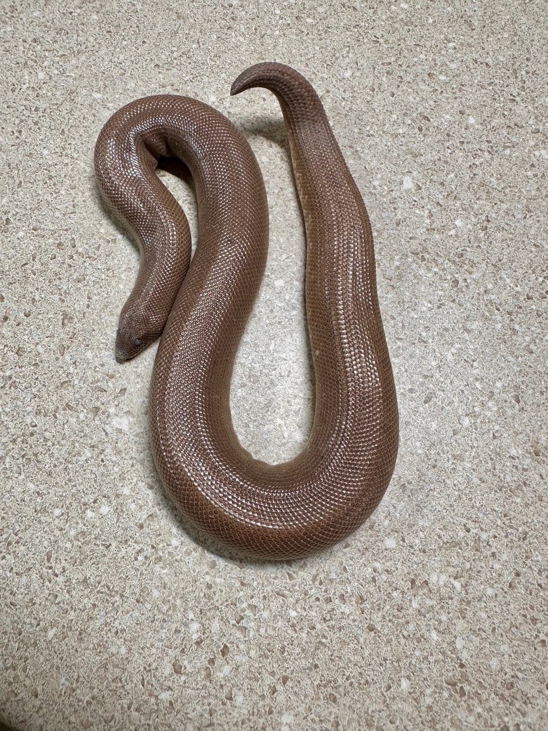 Patternless anery het albino female