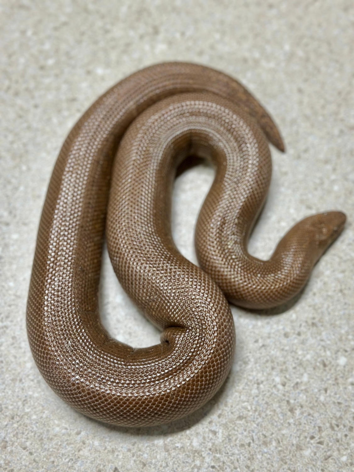 Paternless Patternless het Anery female