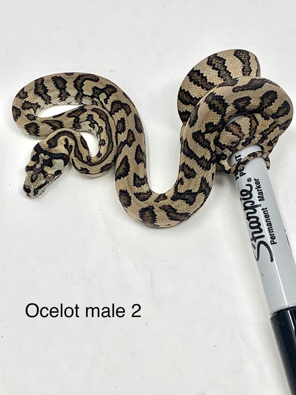 OCELOT Other Carpet Python by Escape Reptiles - MorphMarket