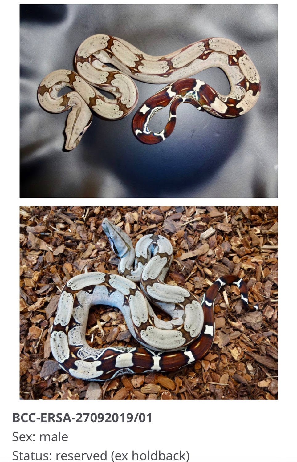 Pokigron Surinam True Redtailed Boa Constrictor by Escape Reptiles