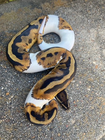 Male Pie Bald (Visual) *ALL SNAKES MUST GO SALE* Ball Python by Esko BreedN